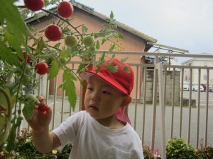 ミニトマトを収穫しました！