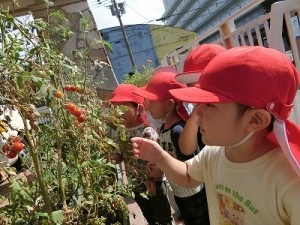 ミニトマトの収穫をしました！（２歳児さん）