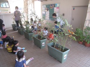 ミニトマトの収穫をしました！（１歳児さん）