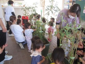 ミニトマトの収穫をしました！（１歳児さん）