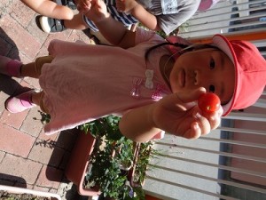 ミニトマトの収穫をしました！